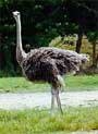 Avestruz
