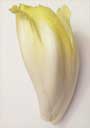 Achicoria