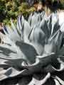 Agave