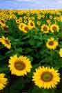 Girasol